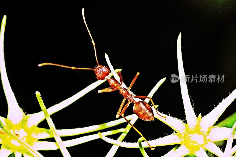 蚂蚁爬上花瓣。