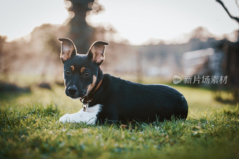 小杰克罗素小狗坐在草地上