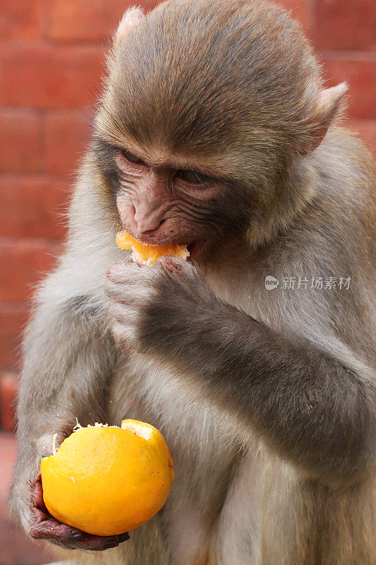 在印度，一只年幼的猕猴坐在墙上吃橘子，正在吃柑橘类水果