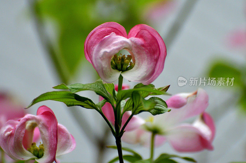 山茱萸花的极端特写照片，被花瓣状苞片包围