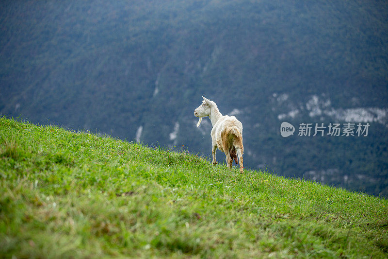 家养欧洲山羊在田野的中间看山-股票照片