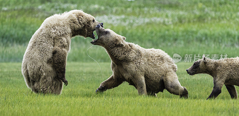 两只母熊，一只在保护她的幼崽。阿拉斯加半岛棕熊，北极熊，在阿拉斯加卡特迈国家公园的哈罗湾。