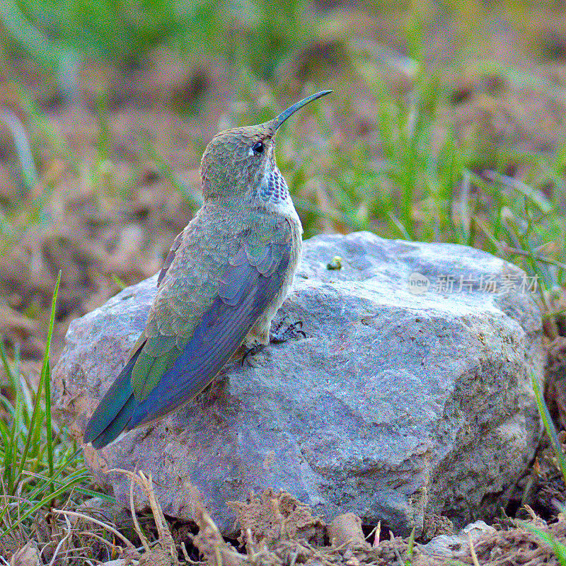 一只雌性白面蜂鸟在安第斯高地的一块岩石上休息