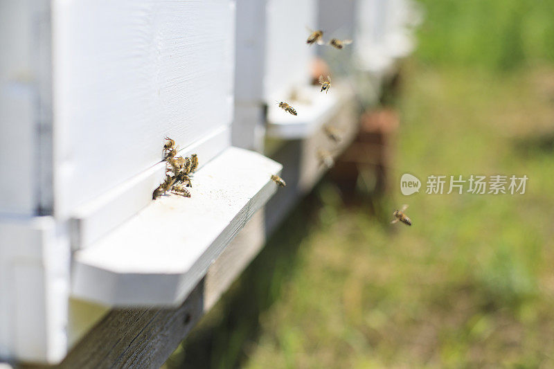 蜜蜂在蜂巢里飞来飞去