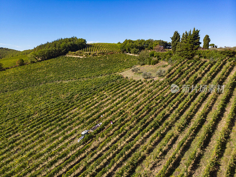 无人机在基安蒂山葡萄园的葡萄收获，托斯卡纳，意大利