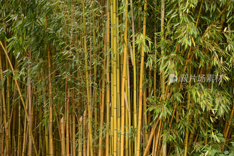 黄槽竹