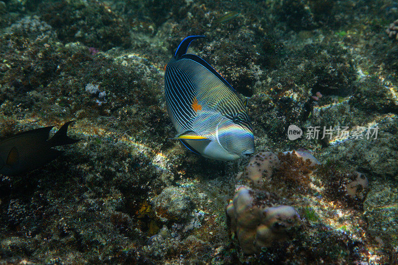 热带鱼，海洋生物，