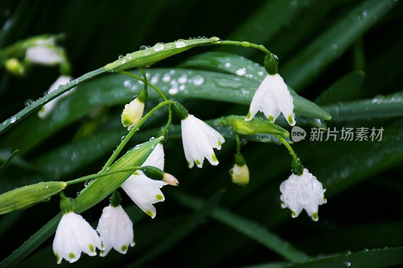 郁郁葱葱的绿色植物背景的雪花莲