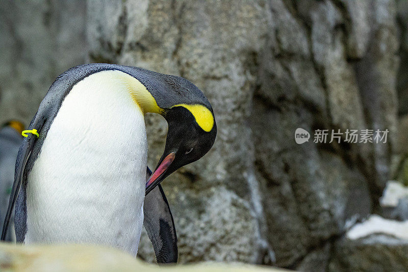 企鹅站在自然栖息地的岩石上