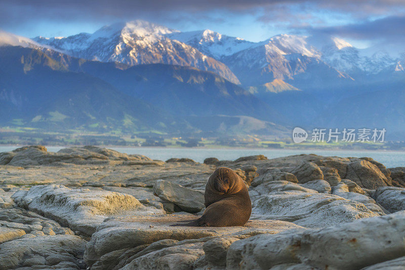 海狮在新西兰南岛凯库拉海滩的一块岩石上休息