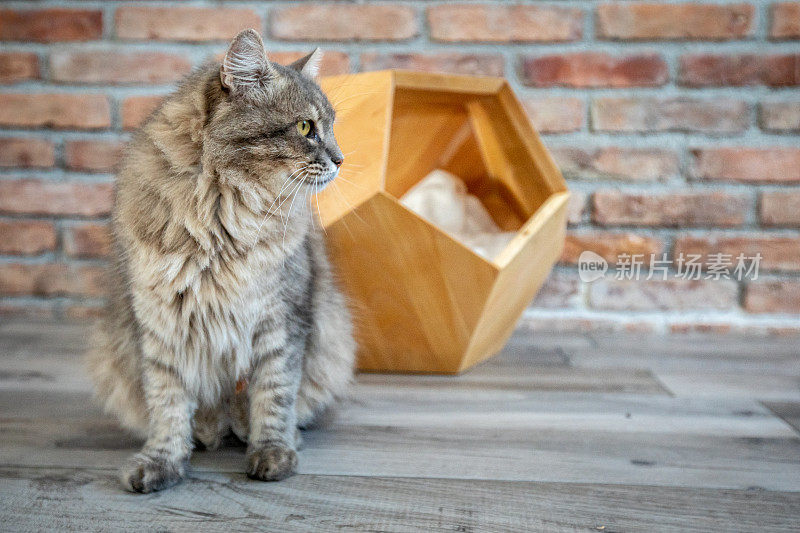 家猫和他在家屋里的木制庇护箱