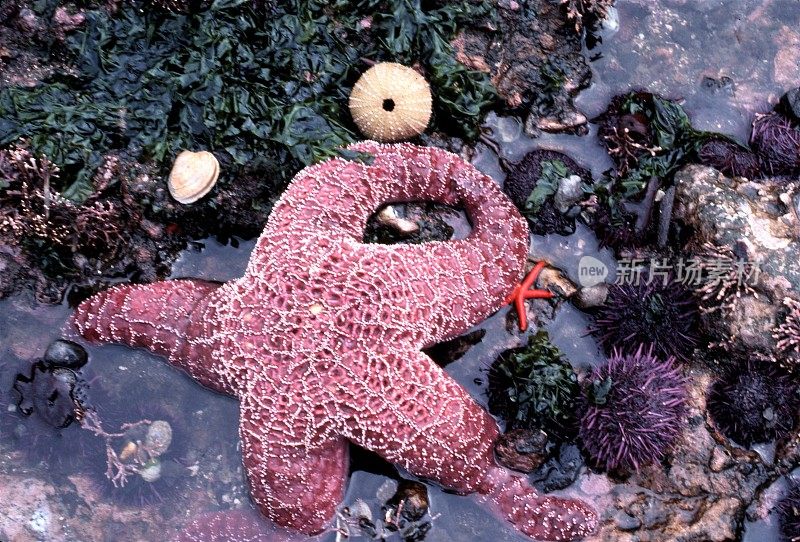 潮池中的大海星