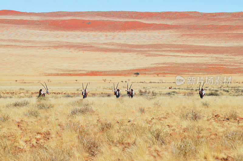 在纳米比亚炎热的沙漠中行走的羚羊