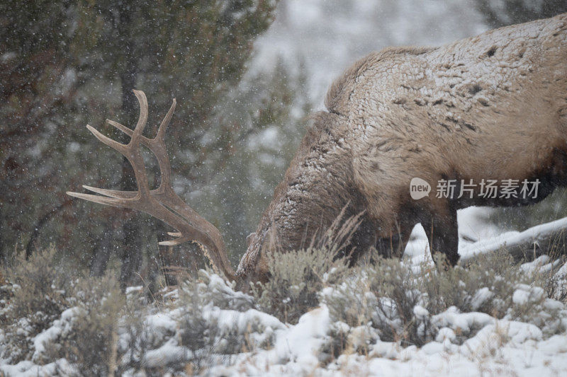 公麋鹿在白雪覆盖的森林里吃草