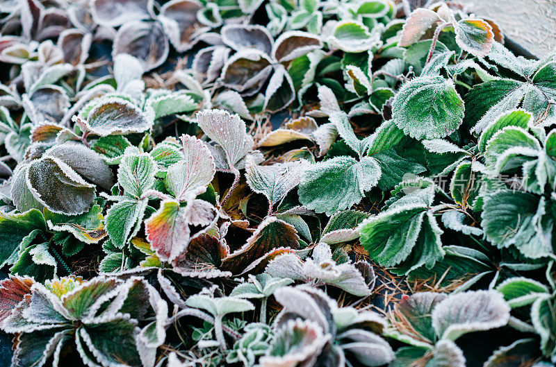 冬天有霜冻的蔬菜园。