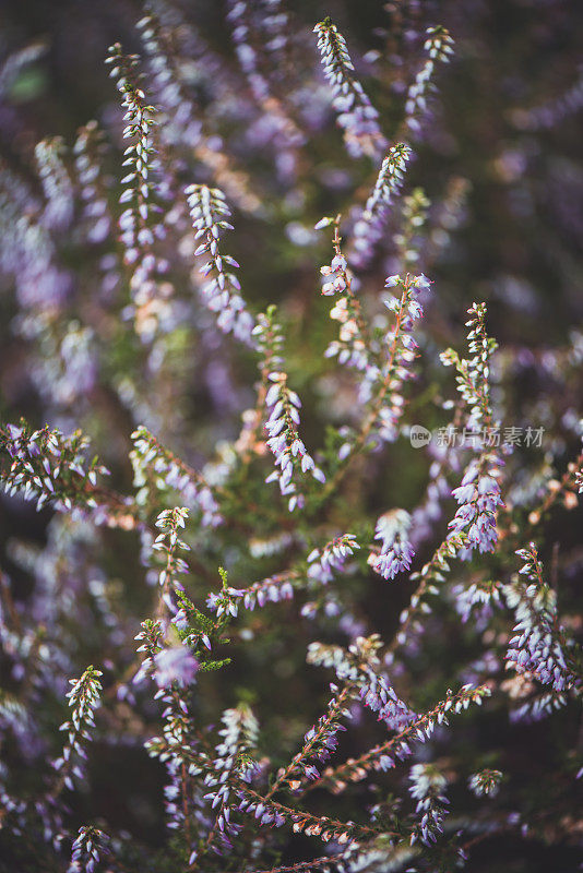 植物和花:一种粉红色的石南丛-愈伤组织-杜鹃花科