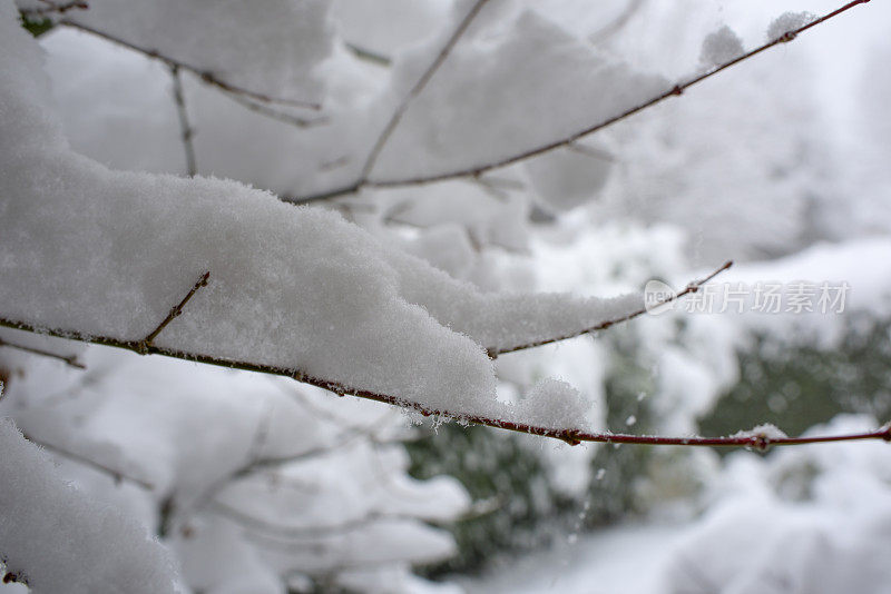 冬天的雪落在光秃秃的树枝上