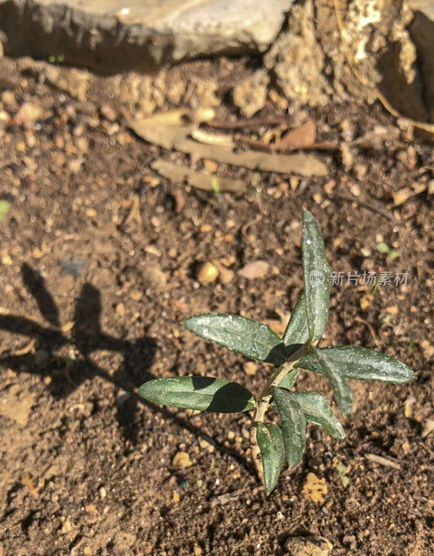 在土壤中种植幼橄榄