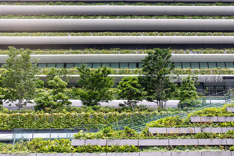 树生长在建筑物上。