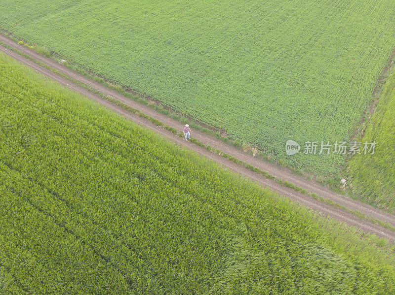 一个成年的农民在他绿色的农场里在春天的时候耕种田野。鸟瞰图。