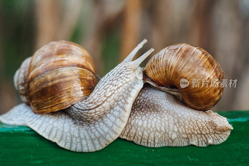 螺旋pomatia(罗马蜗牛，勃艮第蜗牛，可食用蜗牛，蜗牛)是一种大型，可食用，呼吸空气的陆地蜗牛。腹足类。两只蜗牛在交配。乌克兰的动物