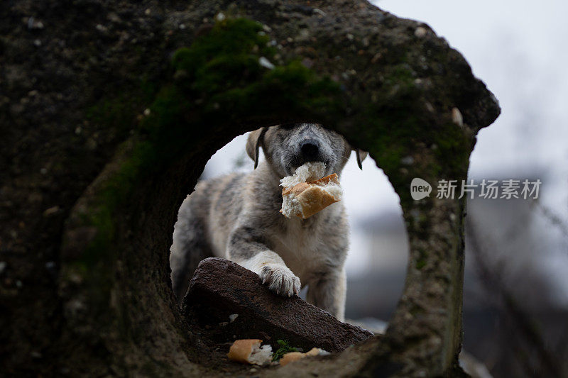 流浪狗吃面包滴