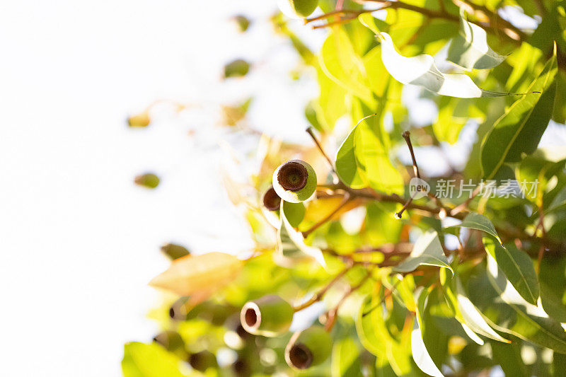 特写澳大利亚口香糖坚果，美丽的自然背景与复制空间