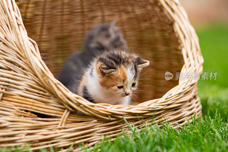 可爱的小猫咪