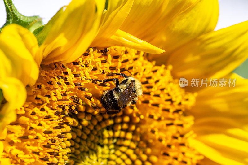 大黄蜂在向日葵上