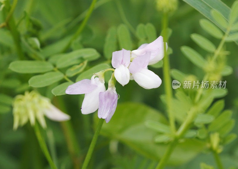 冠状野豌豆(冠状野豌豆)