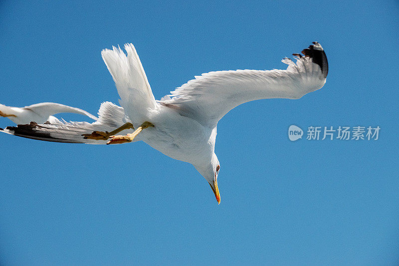 蓝天上的海鸥