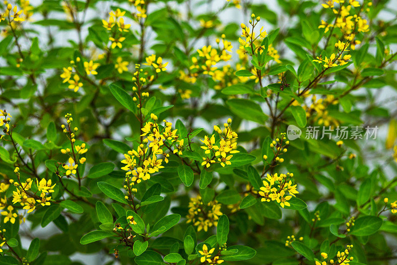 黄色茜草科的花