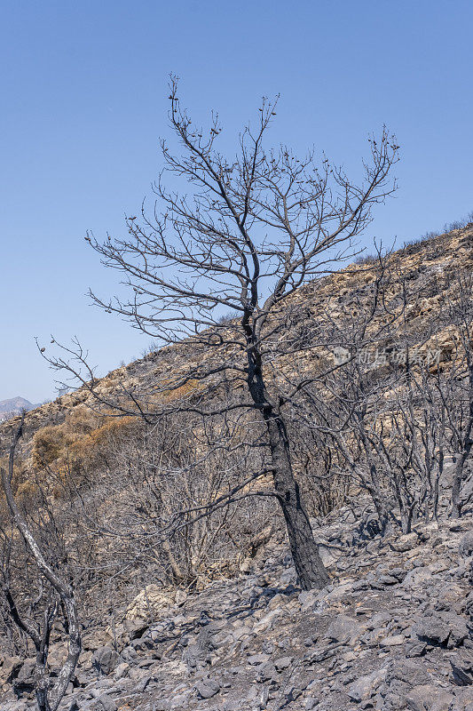 森林野火后被毁损林地包围的一棵大松树