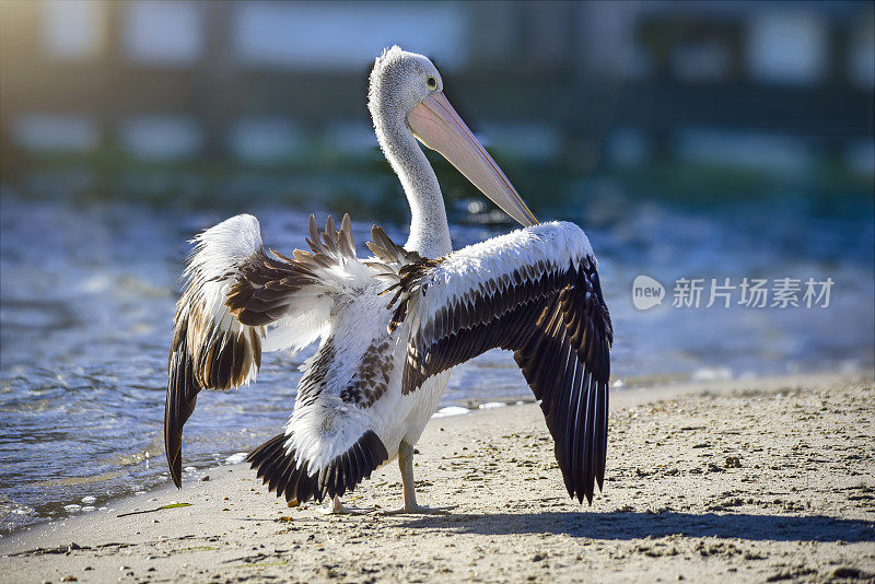 澳大利亚鹈鹕(鹈鹕)