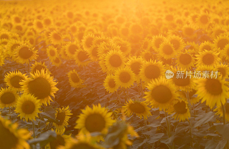 日落时田野里美丽的向日葵。