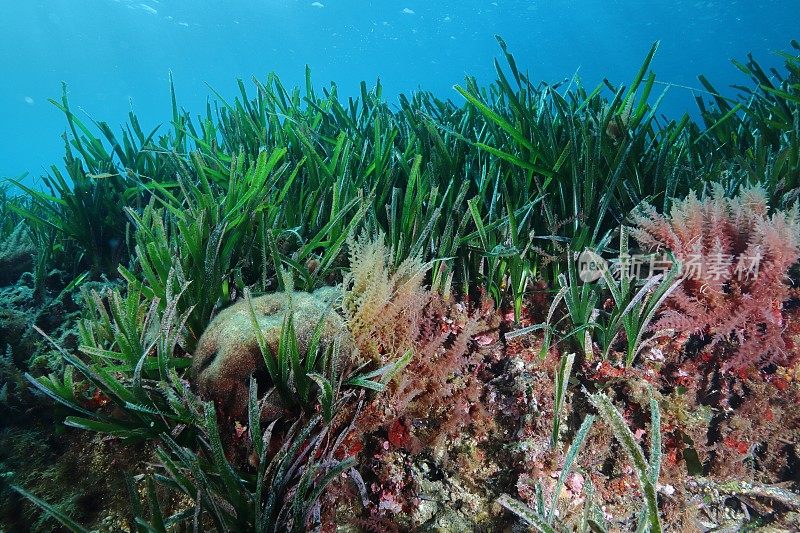 海草和地中海的红海藻