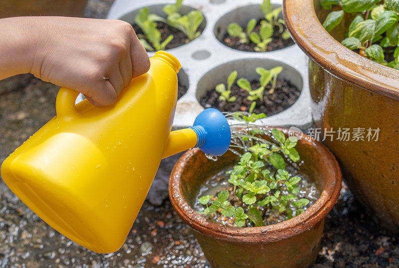 一个黄色的喷壶正在给花园里的植物浇水。