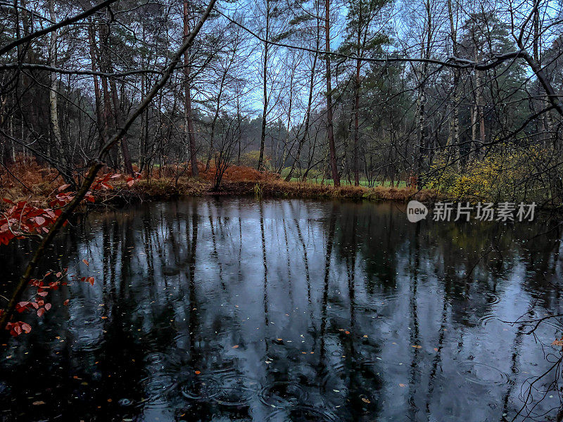在潮湿的天气里，冬天傍晚森林中央的一个小湖。