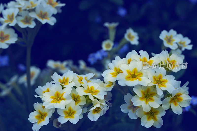 小的白色和黄色明亮的夏天花和叶子在一个童话花园。春天，夏天，复活节的概念。