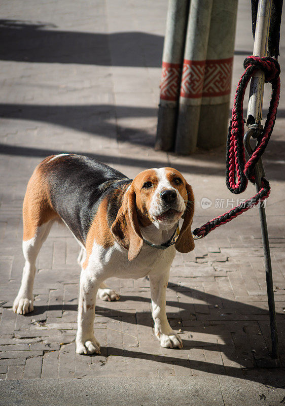 小猎犬的狗