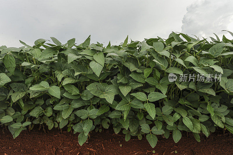 种植大豆