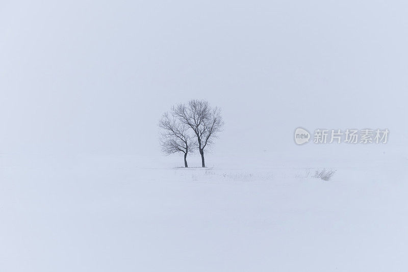 在白雪皑皑的平原上可见的落叶树的背景