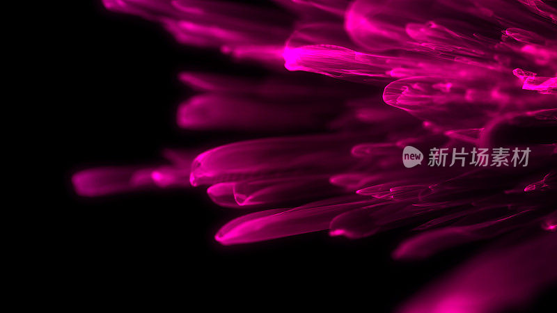 粉色抽象花朵，3DCG波浪背景