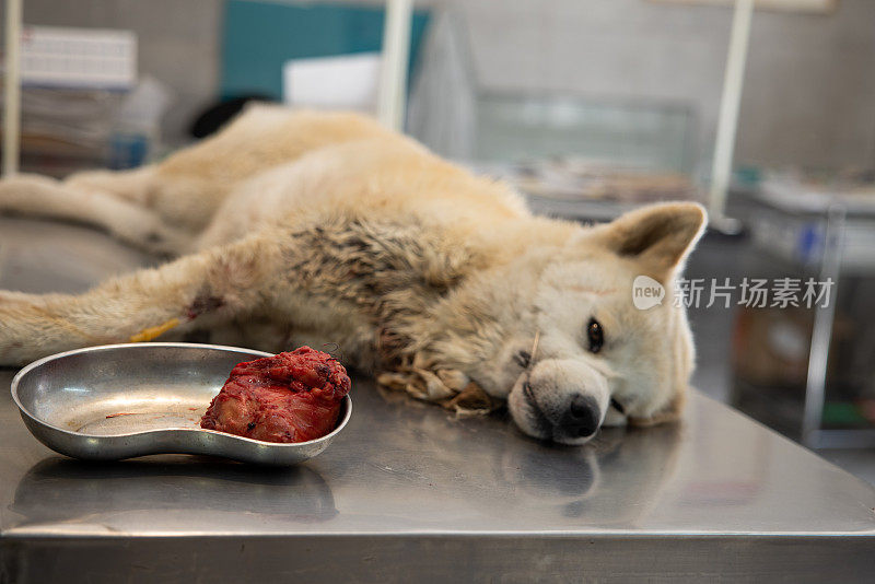 手术的秋田犬躺在检查台上，碗里有肿瘤