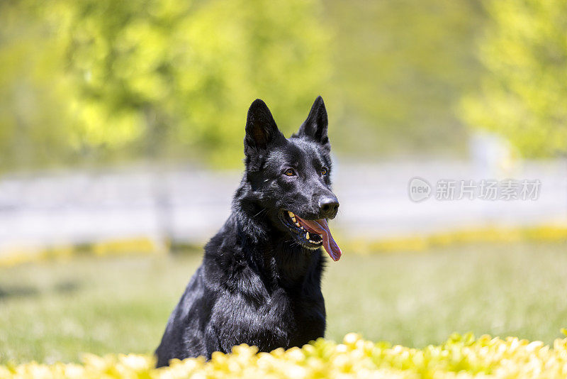 黑色德国牧羊犬坐在草地上