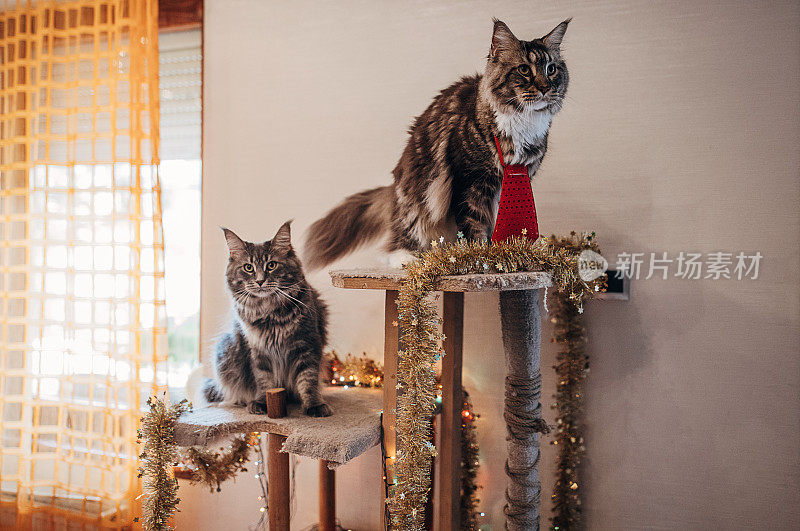 圣诞室内的缅因猫
