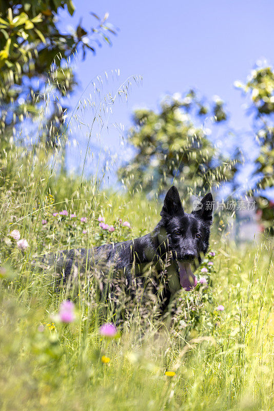 黑色德国牧羊犬坐在草地上