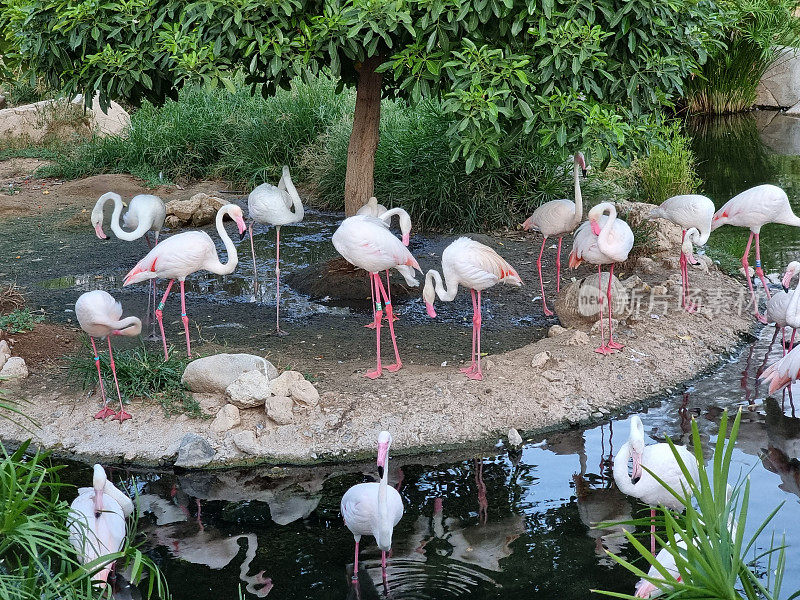 阿联酋艾因动物园的火烈鸟群。