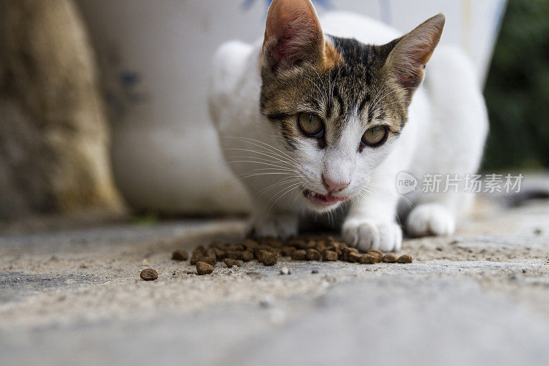 猫吃食物