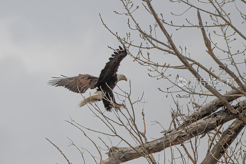 白头鹰展翅飞翔，准备着陆，搬到另一棵树更靠近鸟巢